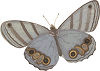 empire butterfly