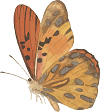 yellow, orange, and brown butterfly