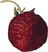 ripe red berry
