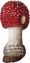 red-capped mushroom closed