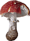 Agaricus muscarius (red-capped mushroom)