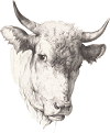 Head of a bull. JPG PNG SVG