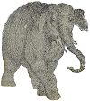grey elephant