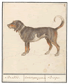 beagle vector image