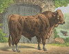 rustic farmyard bull
